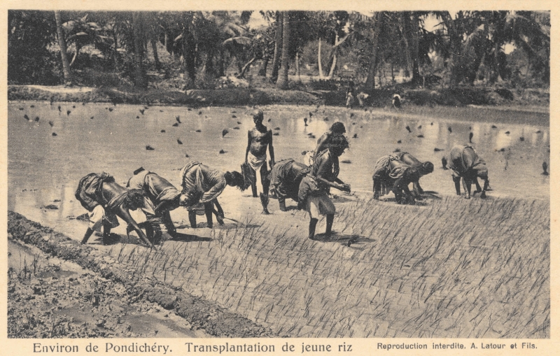 13-05 - Environs de Pondichery - transplantation de jeune riz